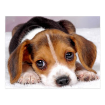 beagle vykort