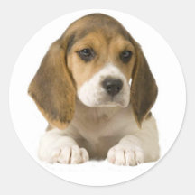 Beagleklistermärke