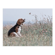 Beaglen Vykort