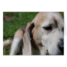 beagleporträtt hälsningskort