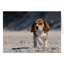 Beaglevalp Hälsningskort