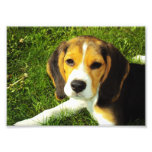 Beaglevalpfoto