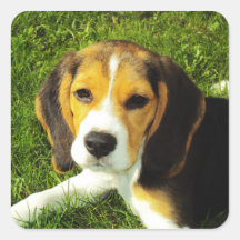 Beaglevalpklistermärke