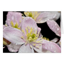 Beautiful pink clematis flower greeting card