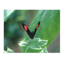 beautyfly vykort