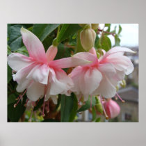 Bebisrosa- och vitFuschia blommor