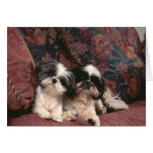 Bedårande hundfotokort, gåvor - skräddarsy
