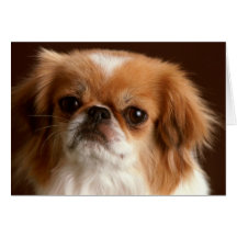 Bedårande hundfotokort, gåvor - skräddarsy