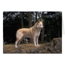 Bedårande hundfotokort, gåvor - skräddarsy