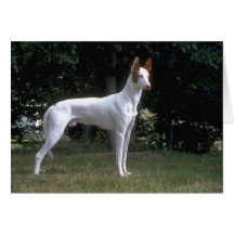 Bedårande hundfotokort, gåvor - skräddarsy