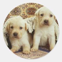 Bedårande hundfotokort, gåvor - skräddarsy runda klistermärken