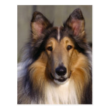 Bedårande hundfotokort, gåvor - skräddarsy vykort