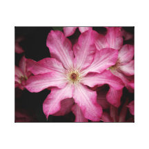 Bedöva det rosa clematistrycket sträckta canvas tryck