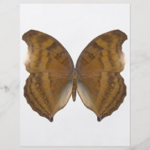 BeechWing fjäril Flyg Blad