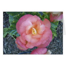 Begonia Hälsnings Kort