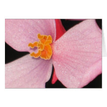 Begonia Hälsningskort