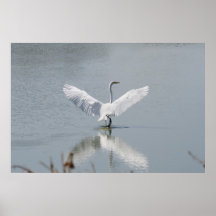 "Behagfull reflexion", Egret Posters