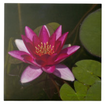 belägga med tegel/trivet, "ROSA LOTUSBLOMMA BLOMST Kakel