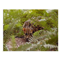 Bengal katt 003 vykort
