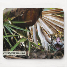 Bengal katt 006 mus matta
