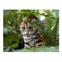 Bengal katt 022 vykort