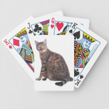 Bengal katt som leker kort kortlek