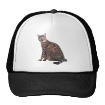 Bengal katthatt med den presenterade ursnygga katt baseball hat