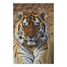 Bengal tiger, Panthera tigris, Louisville Zoo, Fotokonst