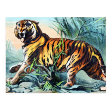 BENGAL TIGER VYKORT