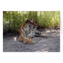 BengalTIger1-001 Hälsnings Kort