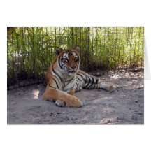 BengalTiger1-002 Hälsnings Kort