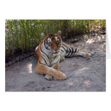 BengalTiger1-003 Hälsnings Kort