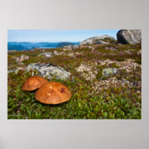 Berg landskap fototrycket. Norge Affischer