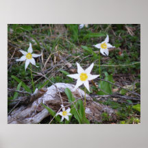 Bergblommor Affisch