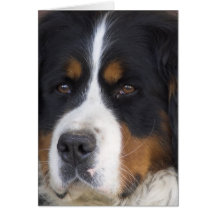 Berner Sennenhund hälsningkort