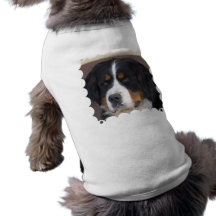 Berner Sennenhund hund tröja