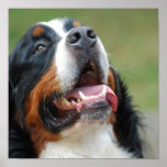 Berner Sennenhund hundaffisch