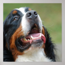 Berner Sennenhund hundaffisch