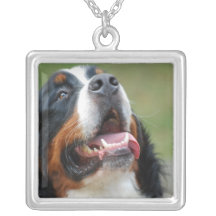 Berner Sennenhund hundhalsband