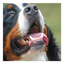 Berner Sennenhund hundinbjudningar
