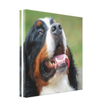 Berner Sennenhund hundkanvastryck