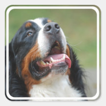 Berner Sennenhund hundklistermärke