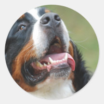 Berner Sennenhund hundklistermärke