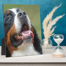 Berner Sennenhund hundplatta Foto Plack
