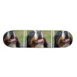 Berner Sennenhund hundSkateboard