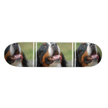 Berner Sennenhund hundSkateboard