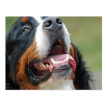 Berner Sennenhund hundvykort