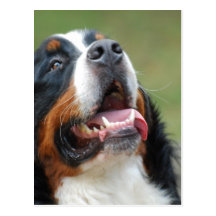 Berner Sennenhund hundvykort