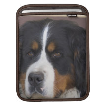 Berner Sennenhund ipad sleeve
