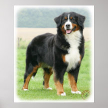 Bernese berghund 9Y066D-133 Affisch